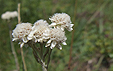 Antennaria dioica