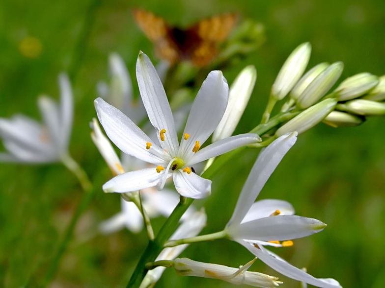 Anthericum liliago