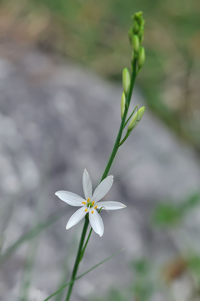 Anthericum liliago