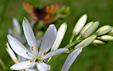 Anthericum liliago