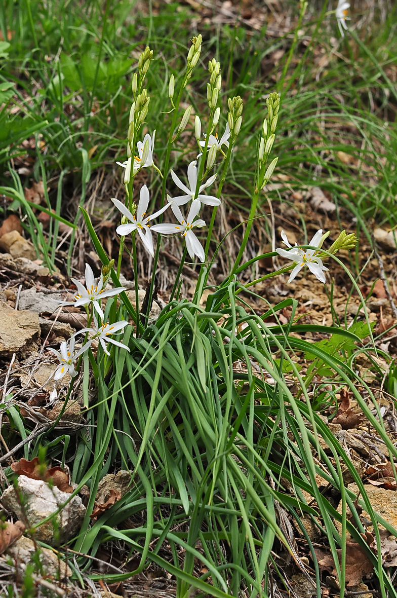 Anthericum liliago