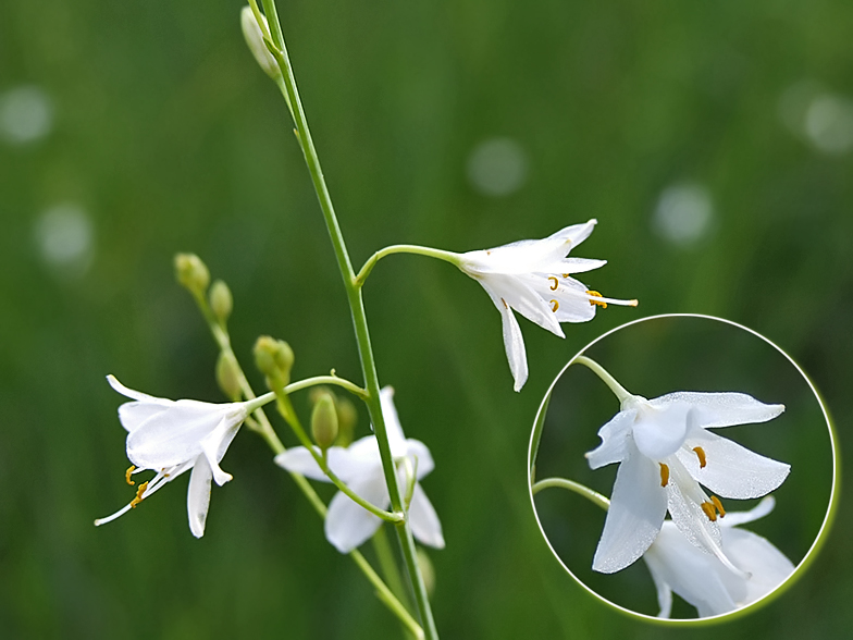 Anthericum ramosum