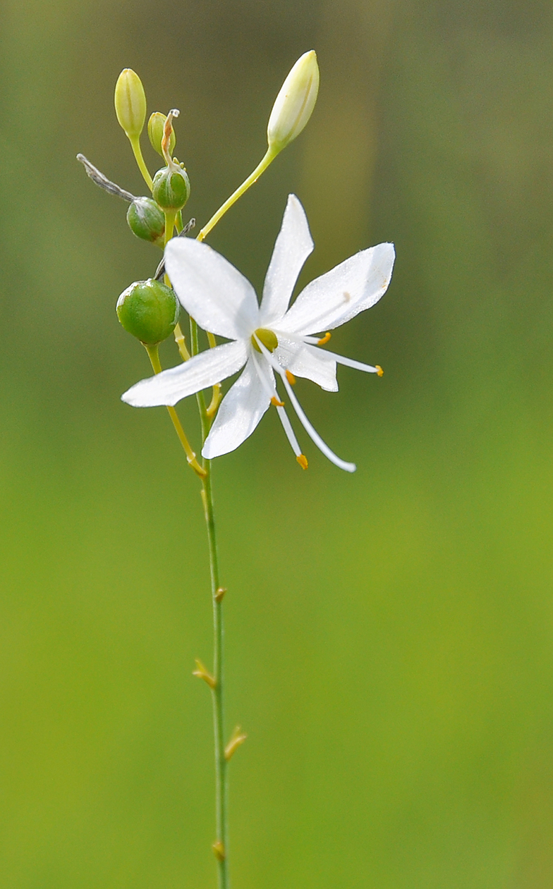 Anthericum ramosum