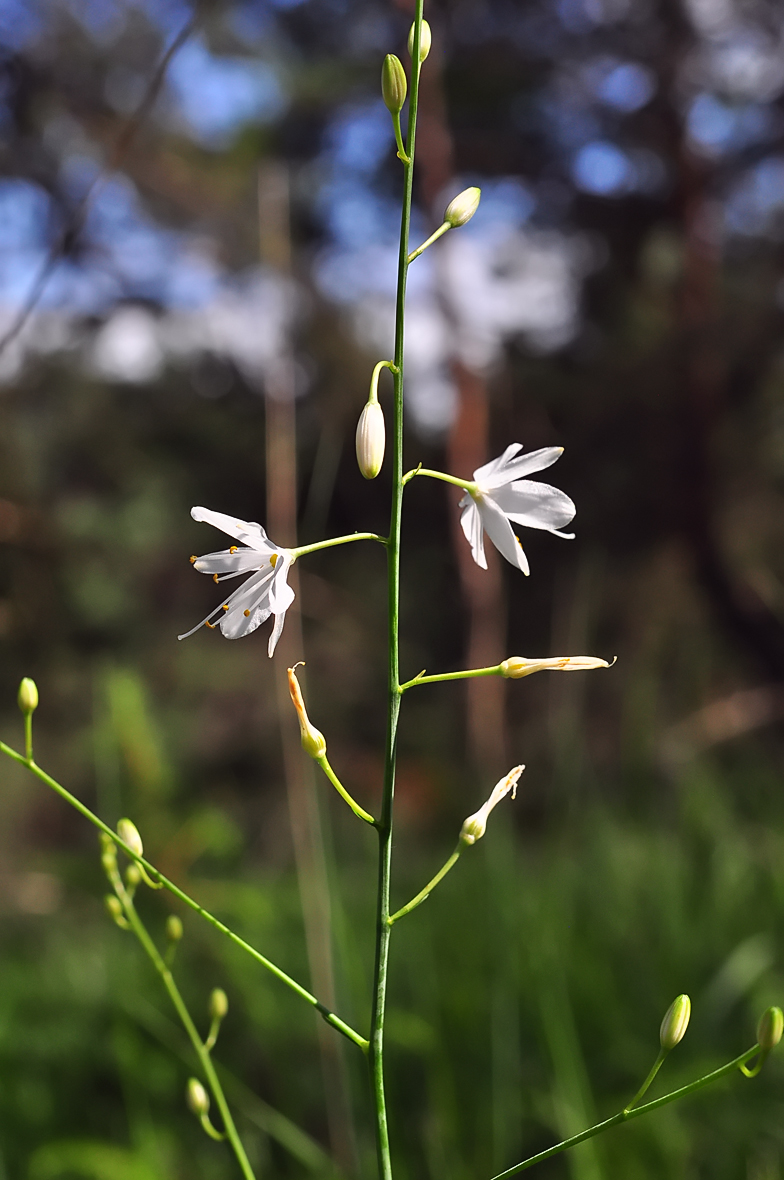 Anthericum ramosum