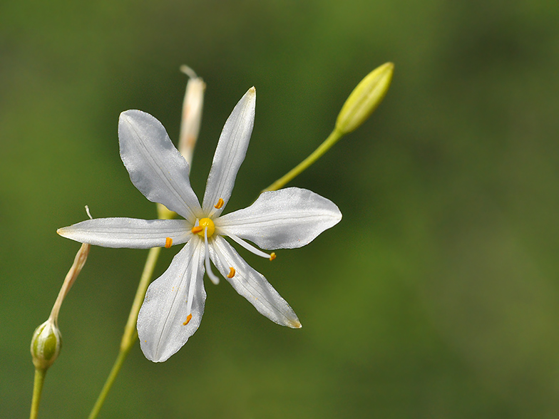 Anthericum ramosum