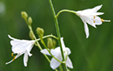 Anthericum ramosum