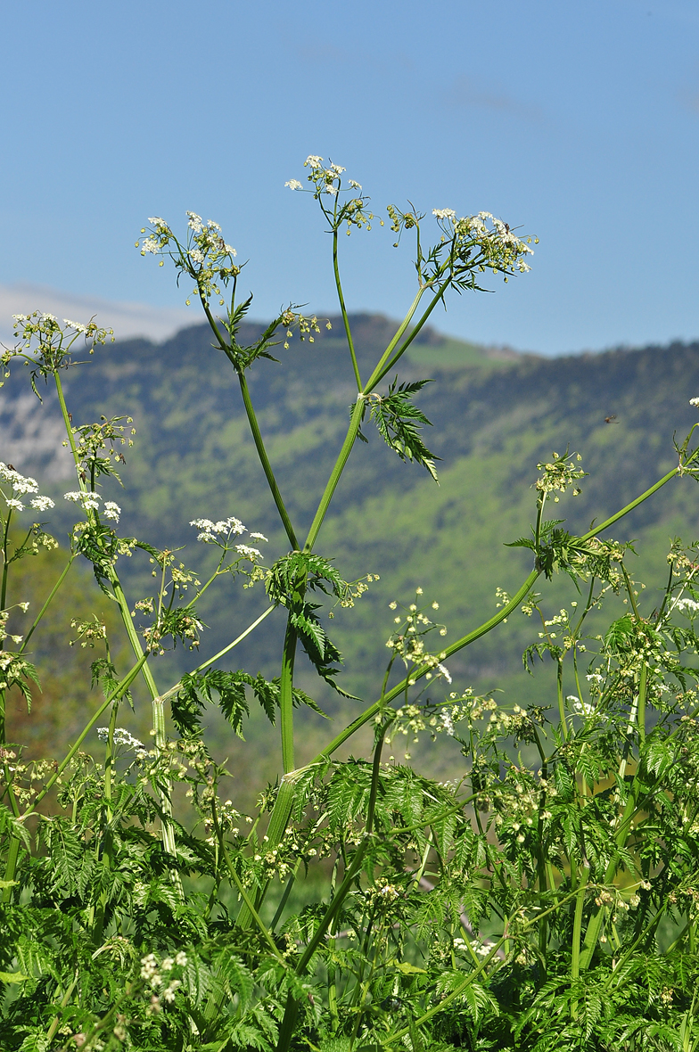 Anthriscus sylvestris