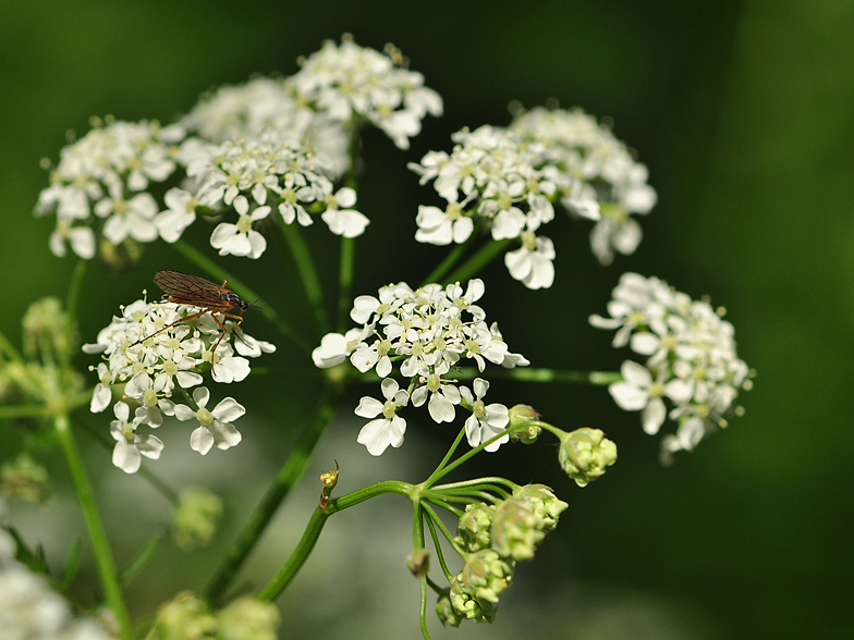 Anthriscus sylvestris