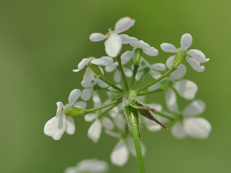 Anthriscus sylvestris