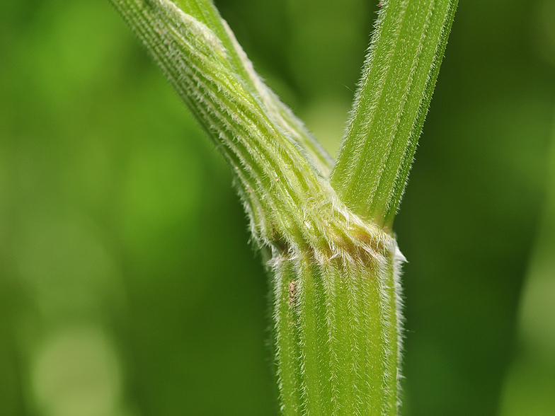 Anthriscus sylvestris