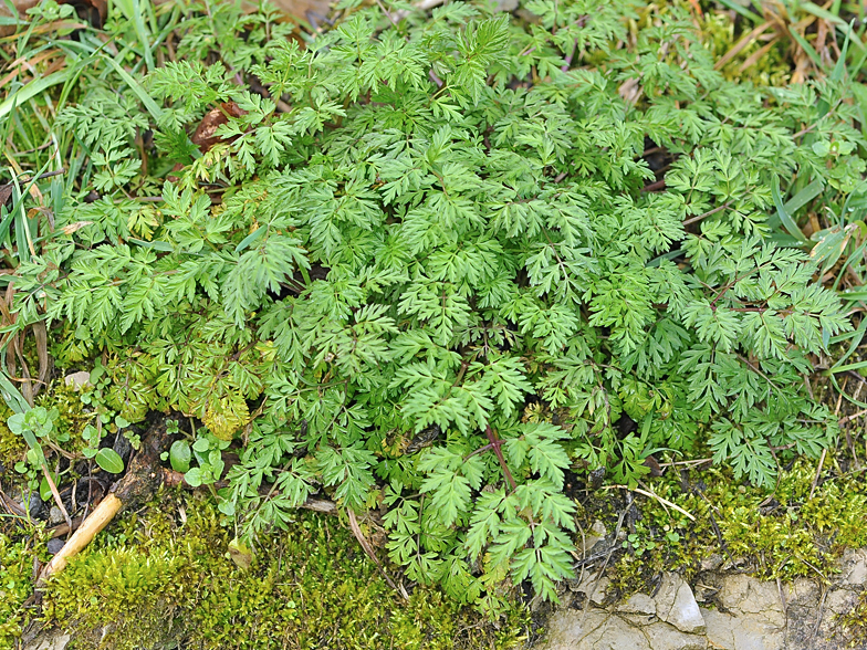 Anthriscus sylvestris