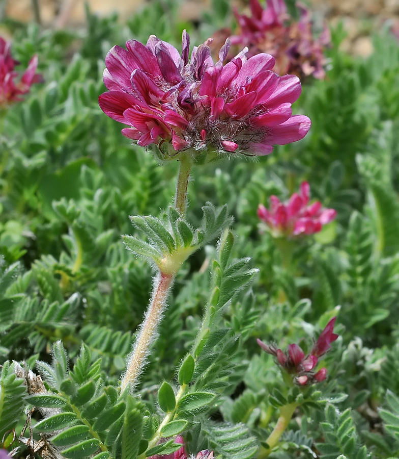 Anthyllis montana