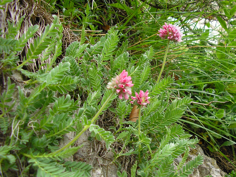 Anthyllis montana