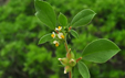 Anthyllis tetraphylla