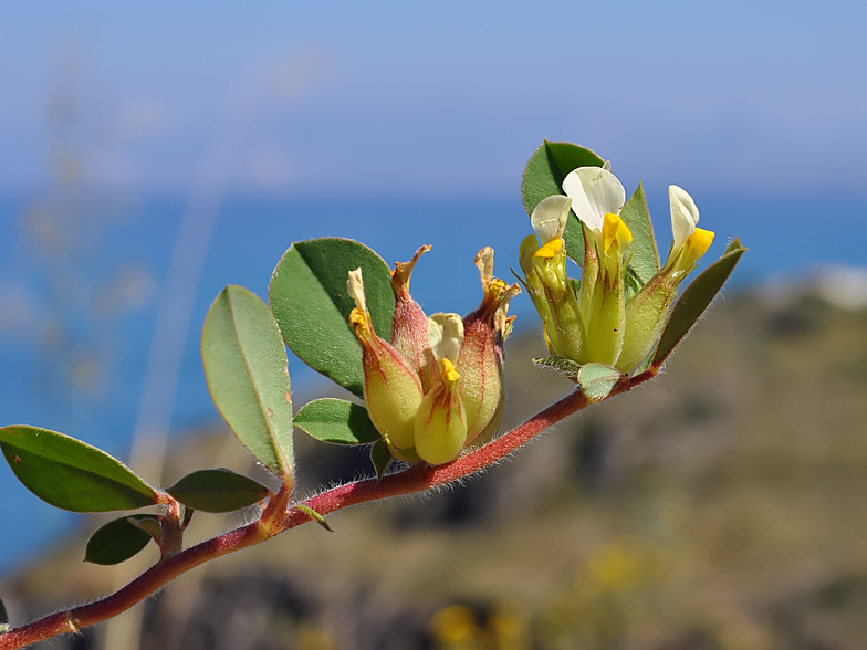 Anthyllis tetraphylla