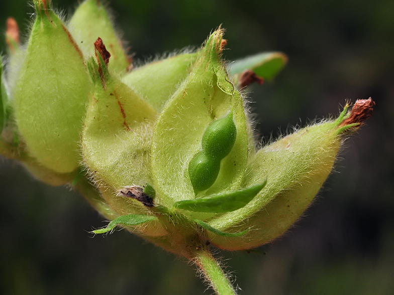 Anthyllis tetraphylla