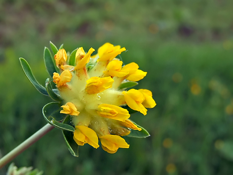 Anthyllis vulneraria