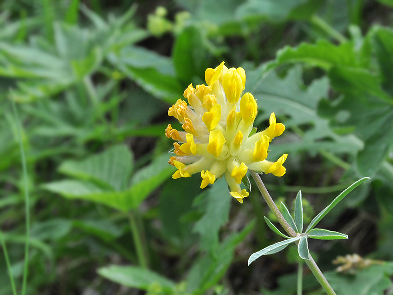 Anthyllis vulneraria