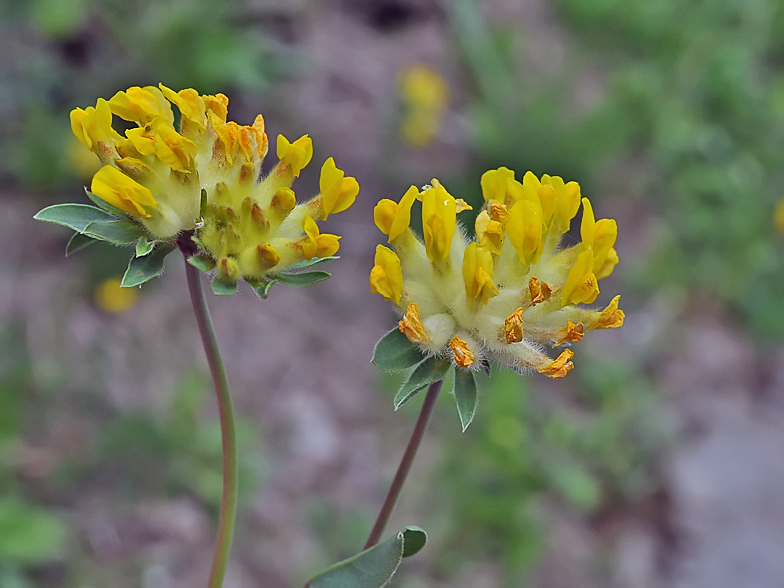 Anthyllis vulneraria