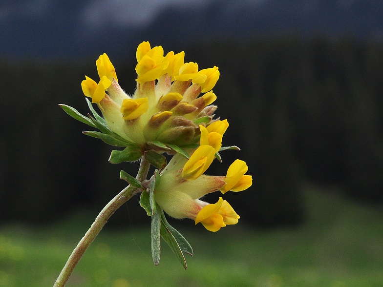 Anthyllis vulneraria