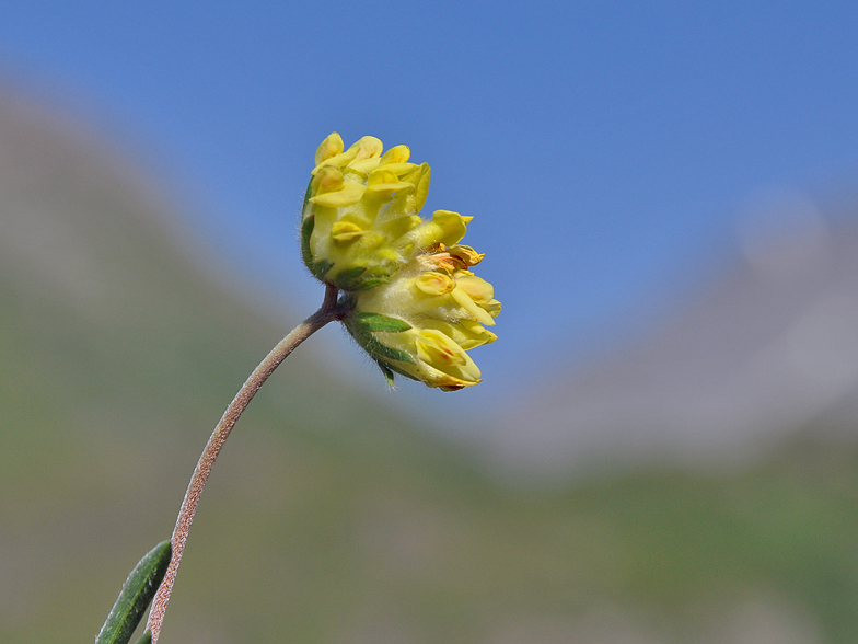 Anthyllis vulneraria ssp carpatica