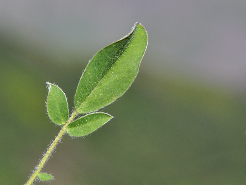 Anthyllis vulneraria ssp carpatica