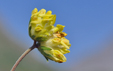 Anthyllis vulneraria ssp carpatica