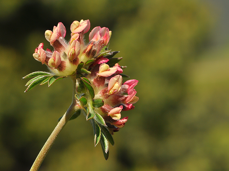 Anthyllis vulneraria ssp. praepopera