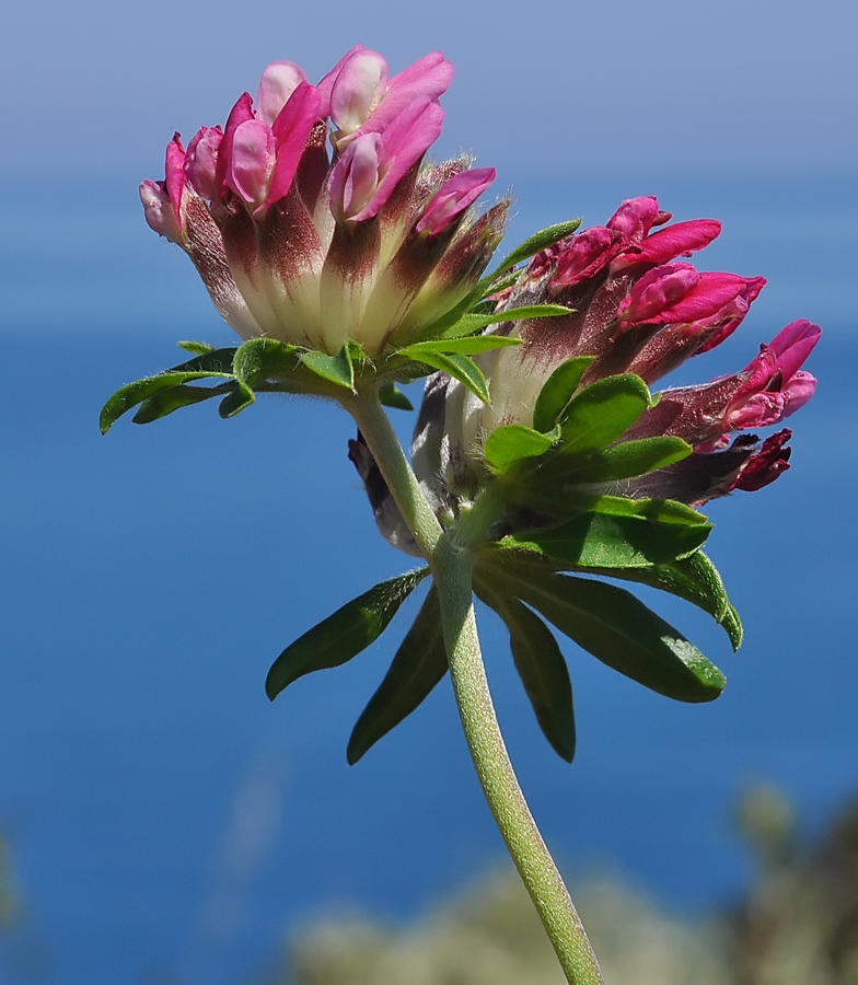 Anthyllis vulneraria ssp. rubriflora