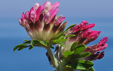 Anthyllis vulneraria ssp. rubriflora