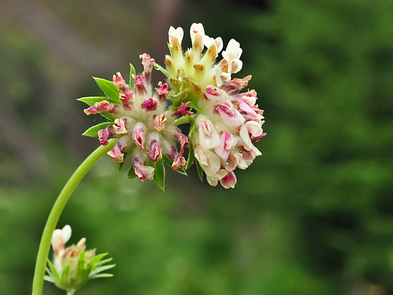 Anthyllis vulneraria ssp. valesiaca