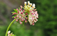 Anthyllis vulneraria ssp. valesiaca