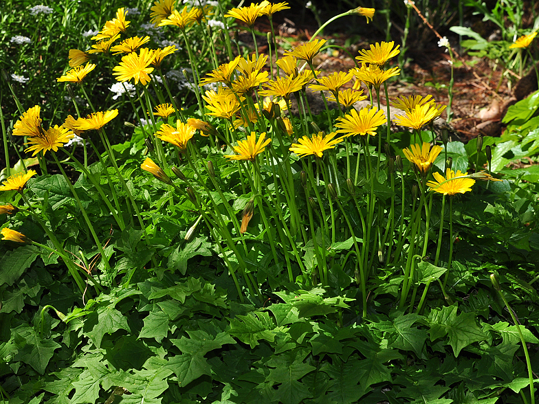 Aposeris foetida