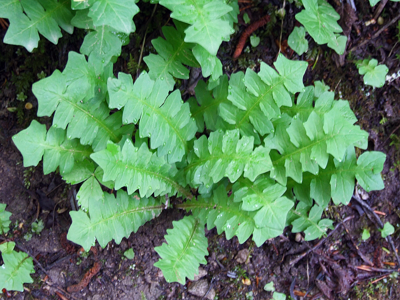 Aposeris foetida