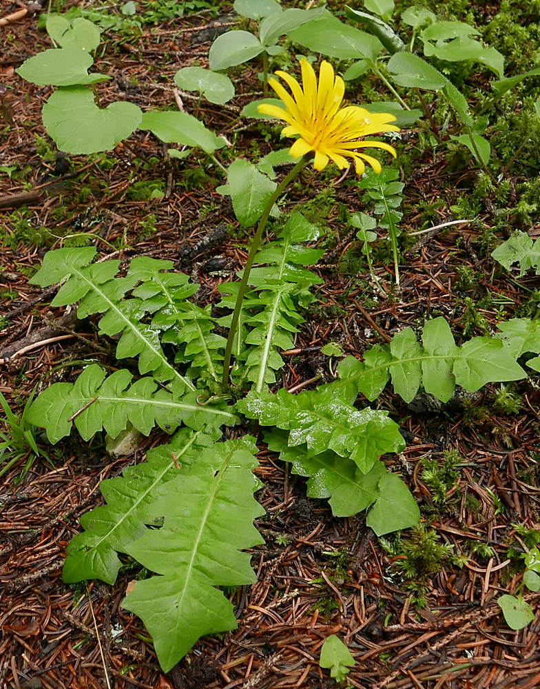 Aposeris foetida