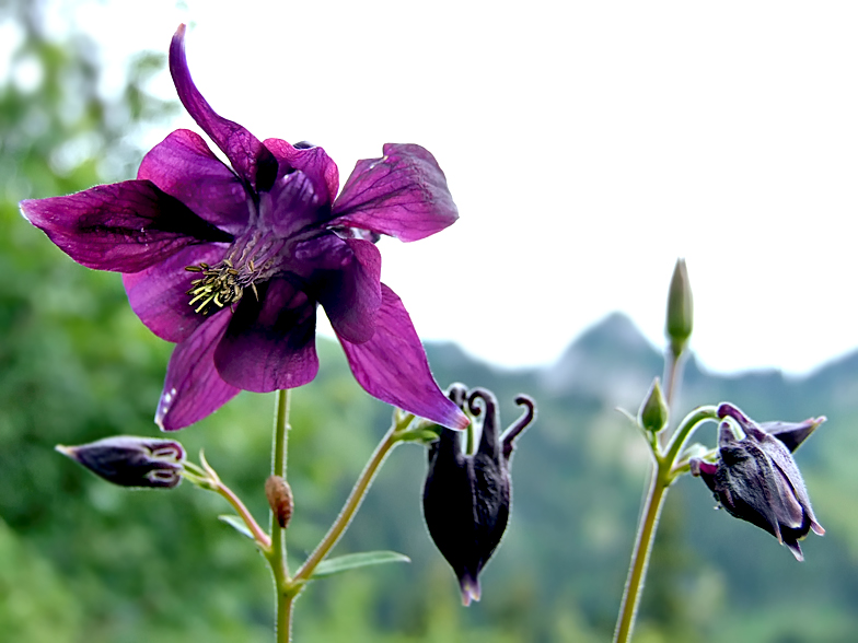 Aquilegia atrata