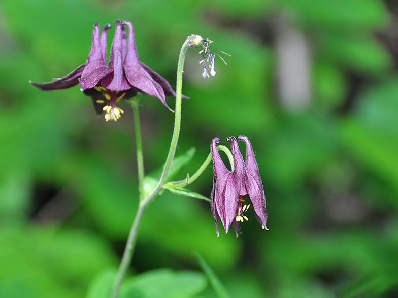 Aquilegia atrata