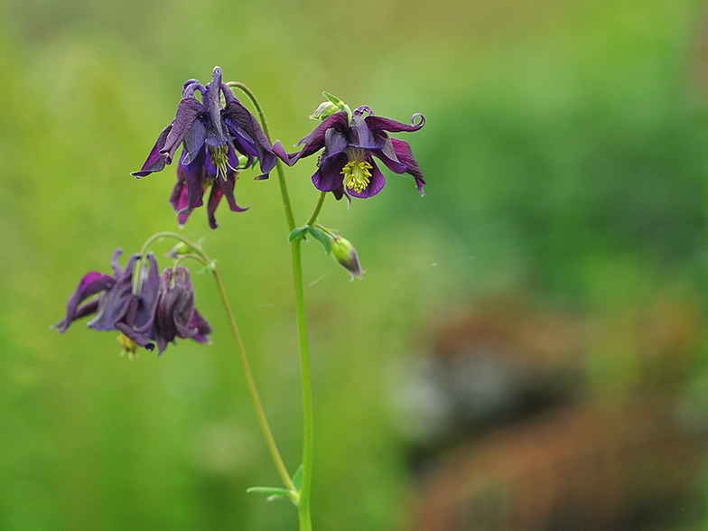 Aquilegia atrata