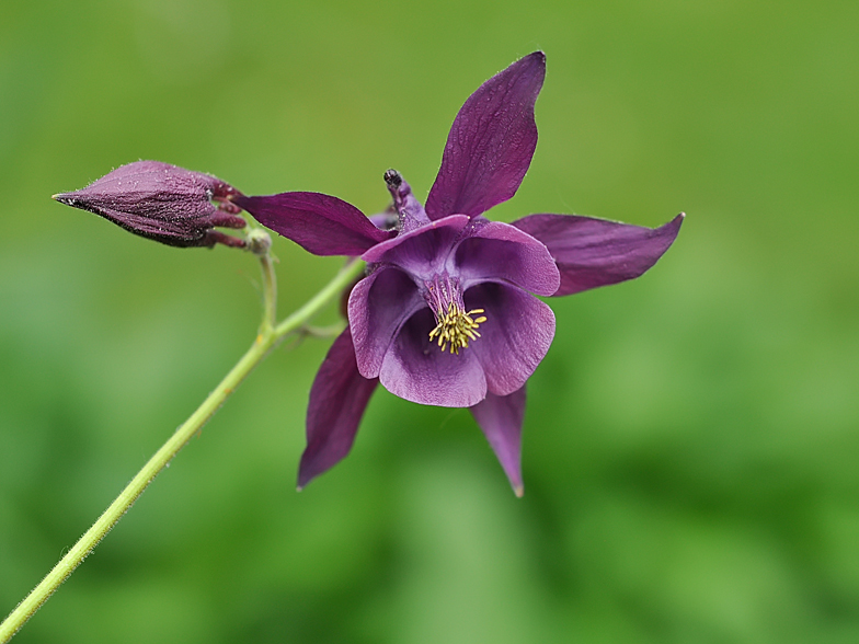 Aquilegia atrata