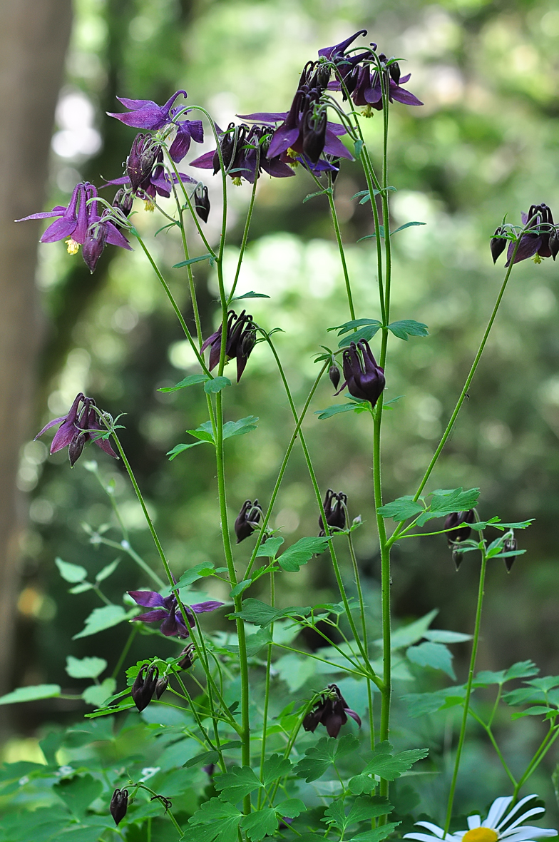 Aquilegia atrata