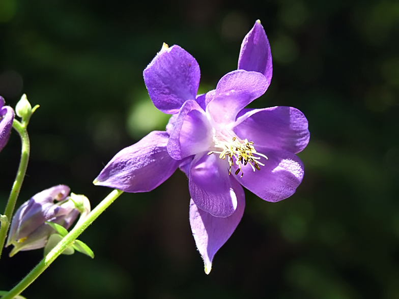 Aquilegia vulgaris