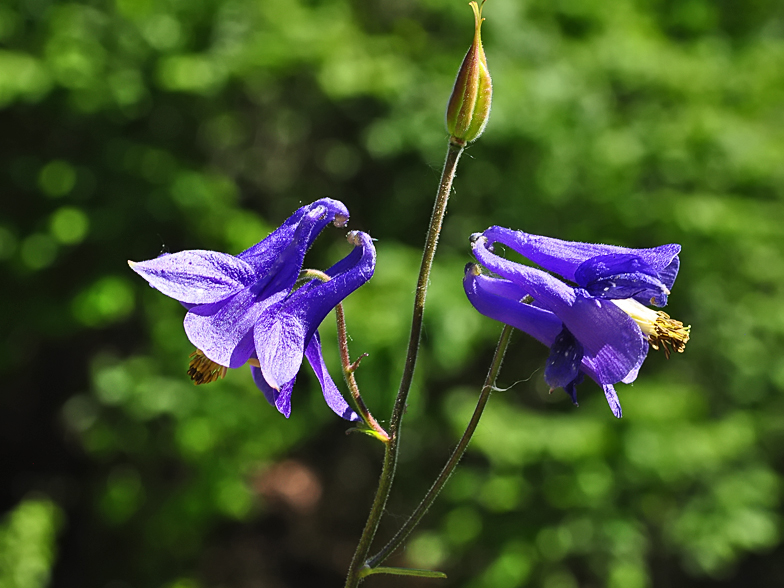 Aquilegia vulgaris