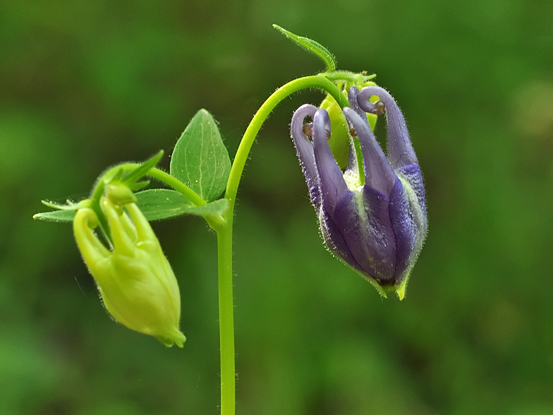 Aquilegia vulgaris