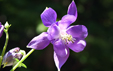 Aquilegia vulgaris