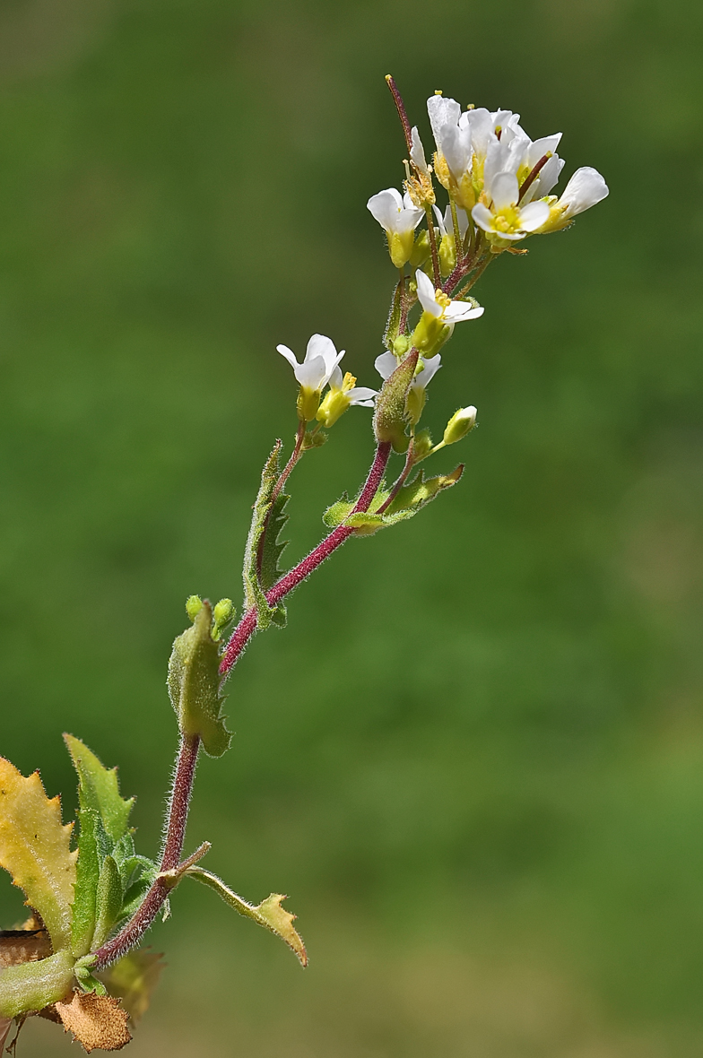 Arabis alpina