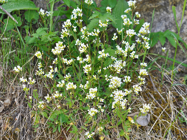 Arabis alpina