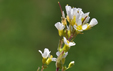 Arabis alpina