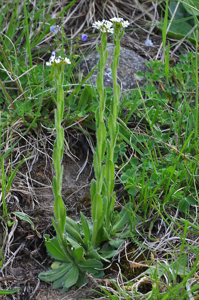 Arabis ciliata