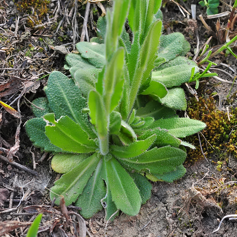 Arabis ciliata