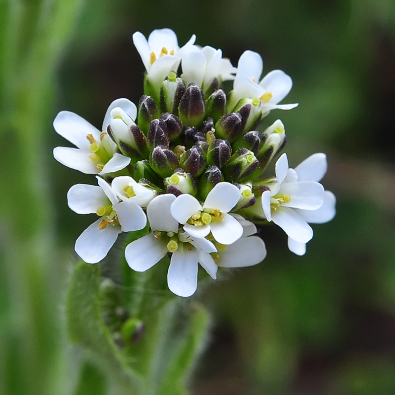 Arabis ciliata